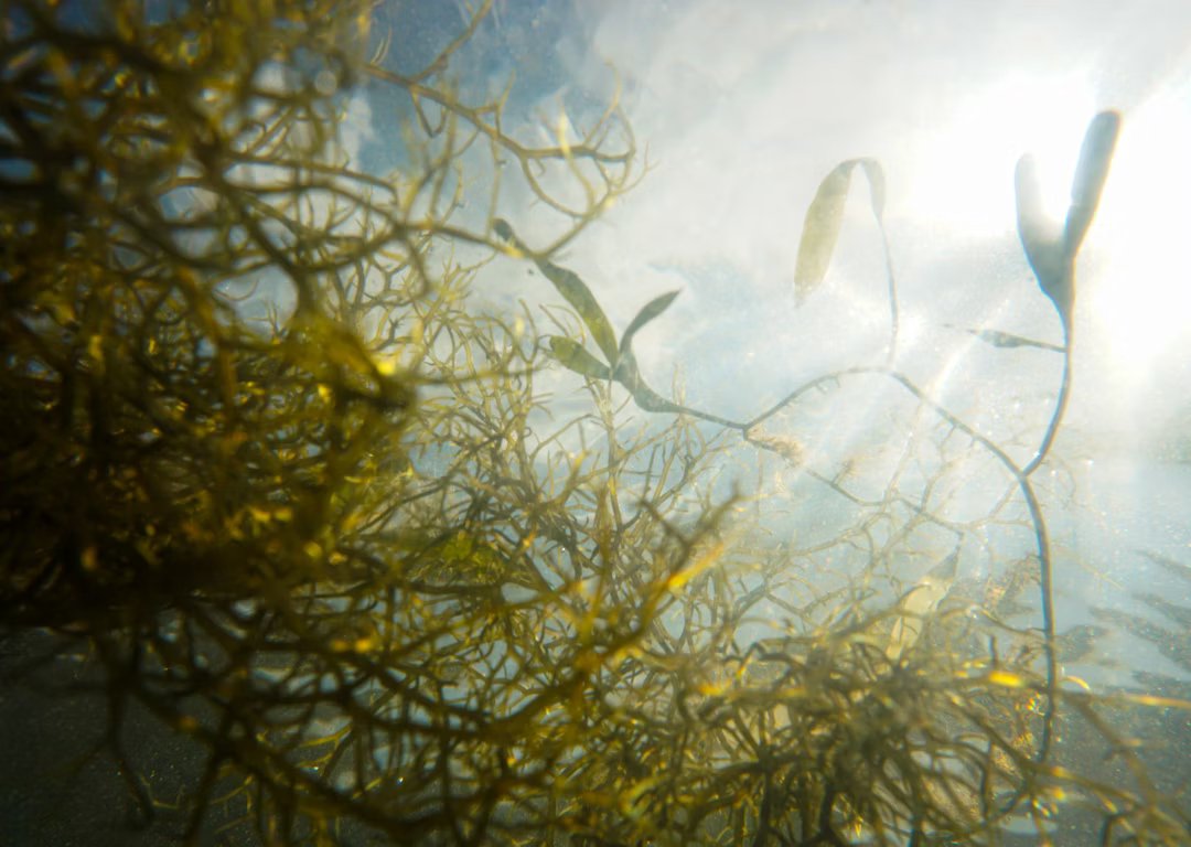 Photo by The Tampa Bay Estuary Program